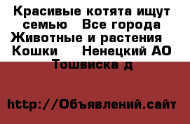 Красивые котята ищут семью - Все города Животные и растения » Кошки   . Ненецкий АО,Тошвиска д.